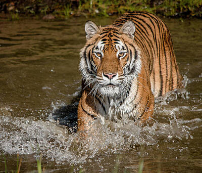 Animals Photos - Tiger Beauty by Teresa Wilson