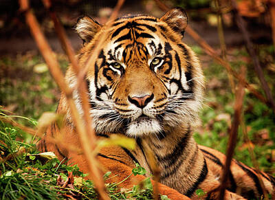 Christina Conway Royalty-Free and Rights-Managed Images - Tiger by Christina Conway