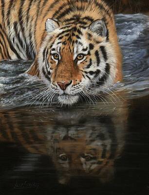 Animals Paintings - Tiger In Water by David Stribbling
