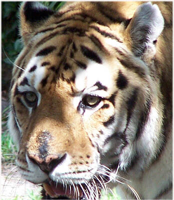 Animals And Earth Rights Managed Images - Tiger Royalty-Free Image by Leonard Rosenfield