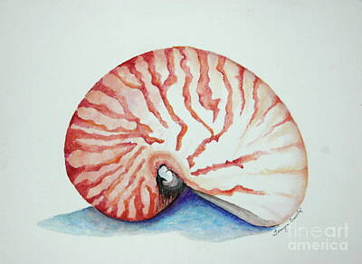 Star Wars - Tiger Nautilus Seashell by Tamyra Crossley