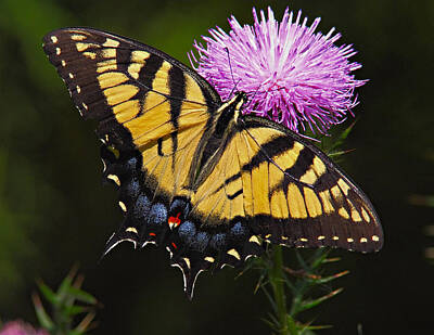Animals Photos - Tiger Swallowtail by William Jobes