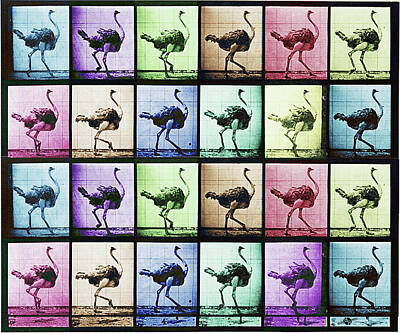 Romantic French Magazine Covers - Time Lapse Motion Study Ostrich Color by Tony Rubino