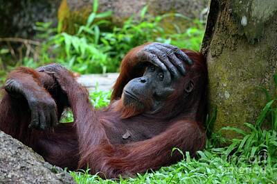 Presidential Portraits - Tired female orangutan ape rests against tree with hand on her head by Imran Ahmed