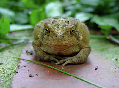 Reptiles Photo Royalty Free Images - Toad at Rest Royalty-Free Image by Pat Kenyon