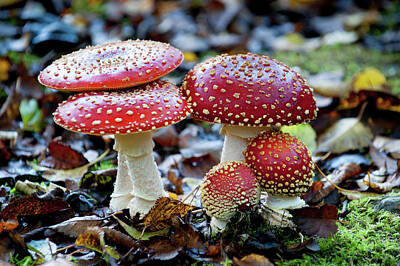Back To School For Guys - Toadstools in the Woods iii by Helen Jackson