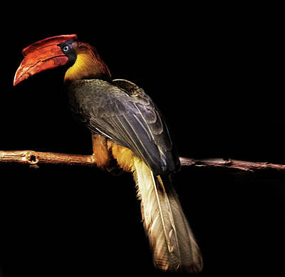 Birds Royalty-Free and Rights-Managed Images - Toucan by Martin Newman