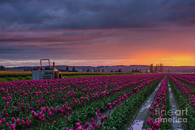 Floral Photos - Skagit Tractor Waits For Morning by Mike Reid