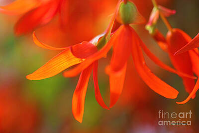 Florals Royalty Free Images - Trailing Orange Begonia Royalty-Free Image by Corey Ford