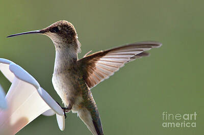Short Story Illustrations Rights Managed Images - Transparent Winged Hummingbird Royalty-Free Image by Debby Pueschel