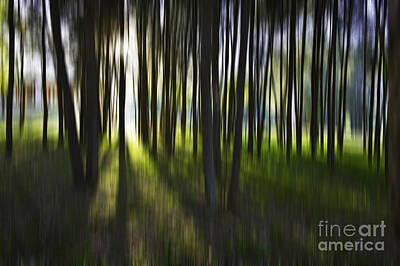 Abstract Photos - Tree abstract by Sheila Smart Fine Art Photography