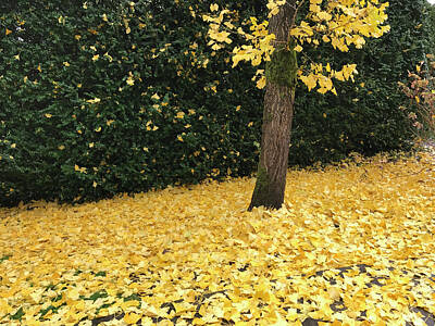 Wine Royalty-Free and Rights-Managed Images - Tree and Yellow Leaves by John Clark
