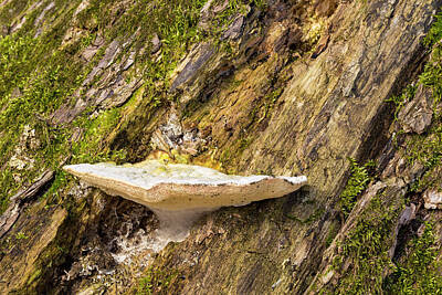 Farmhouse Royalty Free Images - Tree Bark Mushroom 2 Royalty-Free Image by John Brueske