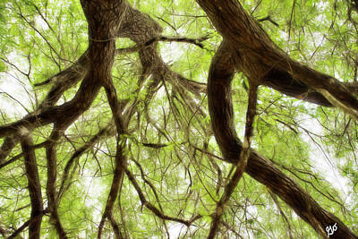 Fromage - Tree Canopy by Gina O
