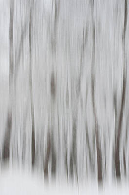 Word Signs - Tree Dreams by Stewart Helberg