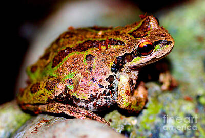 Golfing Rights Managed Images - Tree Frog Close Up Royalty-Free Image by Nick Gustafson