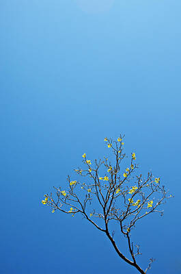 Modern Sophistication Minimalist Abstract - Tree in spring by Scott Sawyer