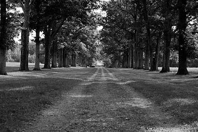 State Pop Art - Tree-Lined Carriageway by Jeff Severson