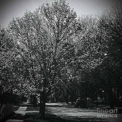 Frank J Casella Rights Managed Images - Tree Lined Street  Royalty-Free Image by Frank J Casella
