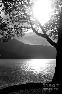 Grateful Dead Royalty Free Images - Tree on Lake Royalty-Free Image by Jonathan Harper