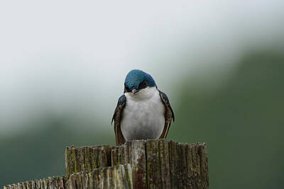 Comedian Drawings Royalty Free Images - Tree Swallow At Lake Graham 052120152280 Royalty-Free Image by WildBird Photographs