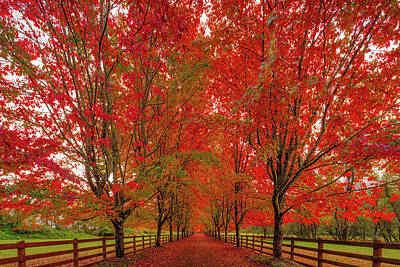 Cowboy Royalty Free Images - Tree Tunnel 4 Royalty-Free Image by Mike Penney