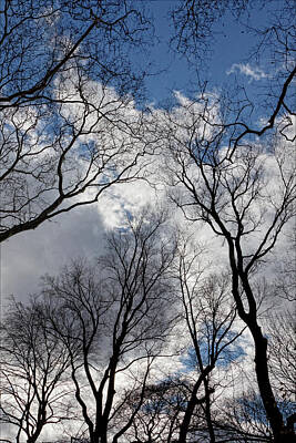 Airplane Paintings - Trees and Clouds on a Winter Day 2 by Robert Ullmann