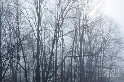 Pucker Up - Trees Foggy Morning by Thomas R Fletcher