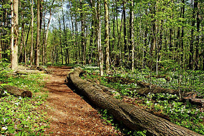 Woodland Animals - Trillium Trail by Debbie Oppermann