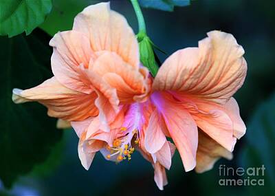 Chinese New Year - Tropical Beauty by Diann Fisher
