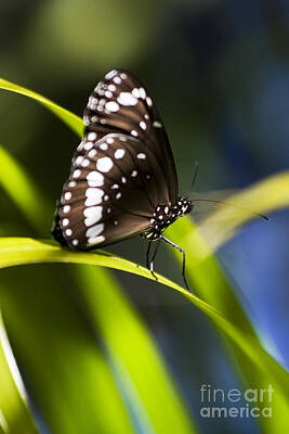 Marvelous Marble Rights Managed Images - Tropical Butterfly Royalty-Free Image by Jorgo Photography