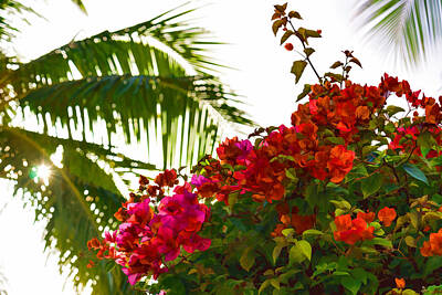 Modern Man Air Travel - Tropical Impressions - Bougainvilleas and Palm Fronds in the Sky by Georgia Mizuleva