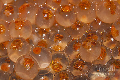 Mt Rushmore - Trout Eggs by Carolyn Brown