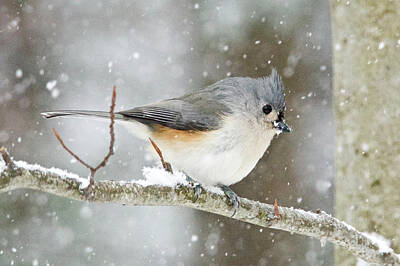 Minimalist Text Signs - Tuffted Titmouse 5440 by Michael Peychich