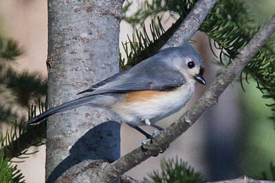 Anne Geddes Florals - Tufted Titmouse 7955 by Michael Peychich