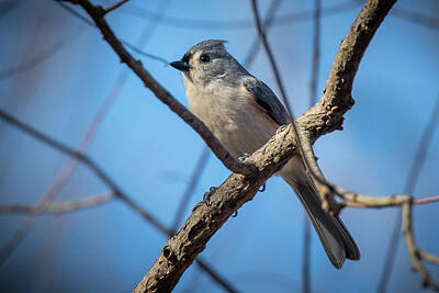 Patriotic Signs - Tufted Titmouse by Gary E Snyder