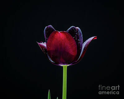 Luck Of The Irish Rights Managed Images - Tulip 6 Royalty-Free Image by Robert Alsop