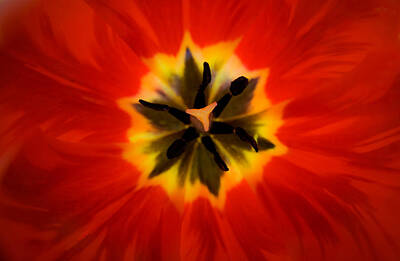 The Dream Cat - Tulip Explosion Kaleidoscope by Teresa Mucha