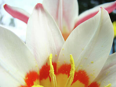 Kids Alphabet - TULIP FLOWERS ART PRINTS 4 Spring White Tulip Flower Macro Floral Art Nature by Patti Baslee