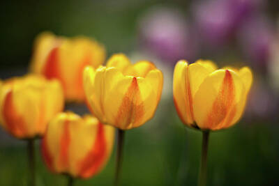 Impressionism Photos - Tulip Glow by Mike Reid
