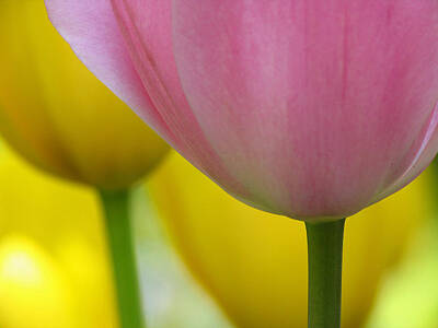 Abstract Flowers Photos - Tulip Macro by Juergen Roth