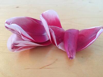 Achieving - Tulip Petals by Kristina Pinter