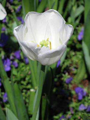 Modern Man Stadiums - Tulips - Beauty In Bloom 42 by Pamela Critchlow