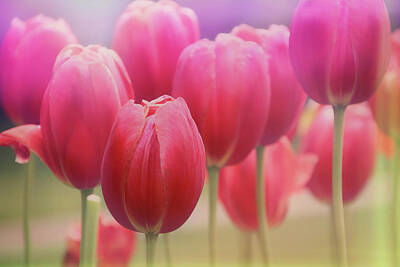 Floral Photos - Tulips Entwined by Carol Japp