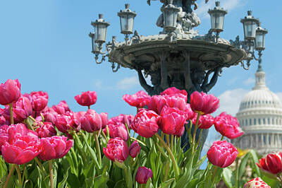 Animal Watercolors Juan Bosco - Tulips with Bartholdi fountain by Dennis Ludlow