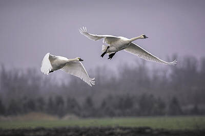 Sports Tees - Tundra Swans in Flight by LeeAnn McLaneGoetz McLaneGoetzStudioLLCcom