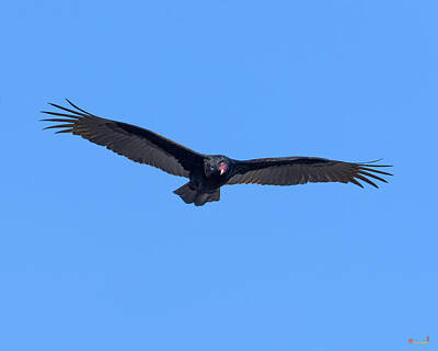 Beers On Tap - Turkey Vulture DRB0223 by Gerry Gantt