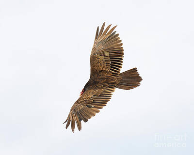 Modern Man Mid Century Modern - Turkey Vulture Hunting by Dennis Hammer