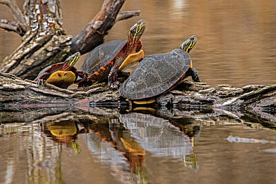 Ira Marcus Royalty-Free and Rights-Managed Images - Turtle Family Outing by Ira Marcus