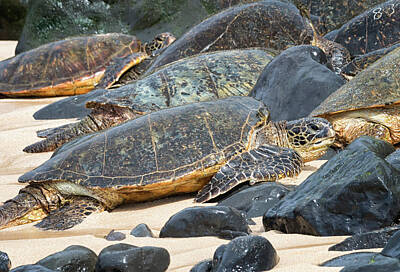 Reptiles Photos - Turtle Hangout by Randy Hall